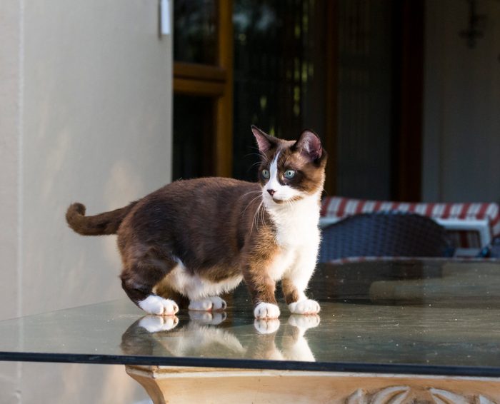 Munchkin cat relaxing in the garden, Johannesburg.