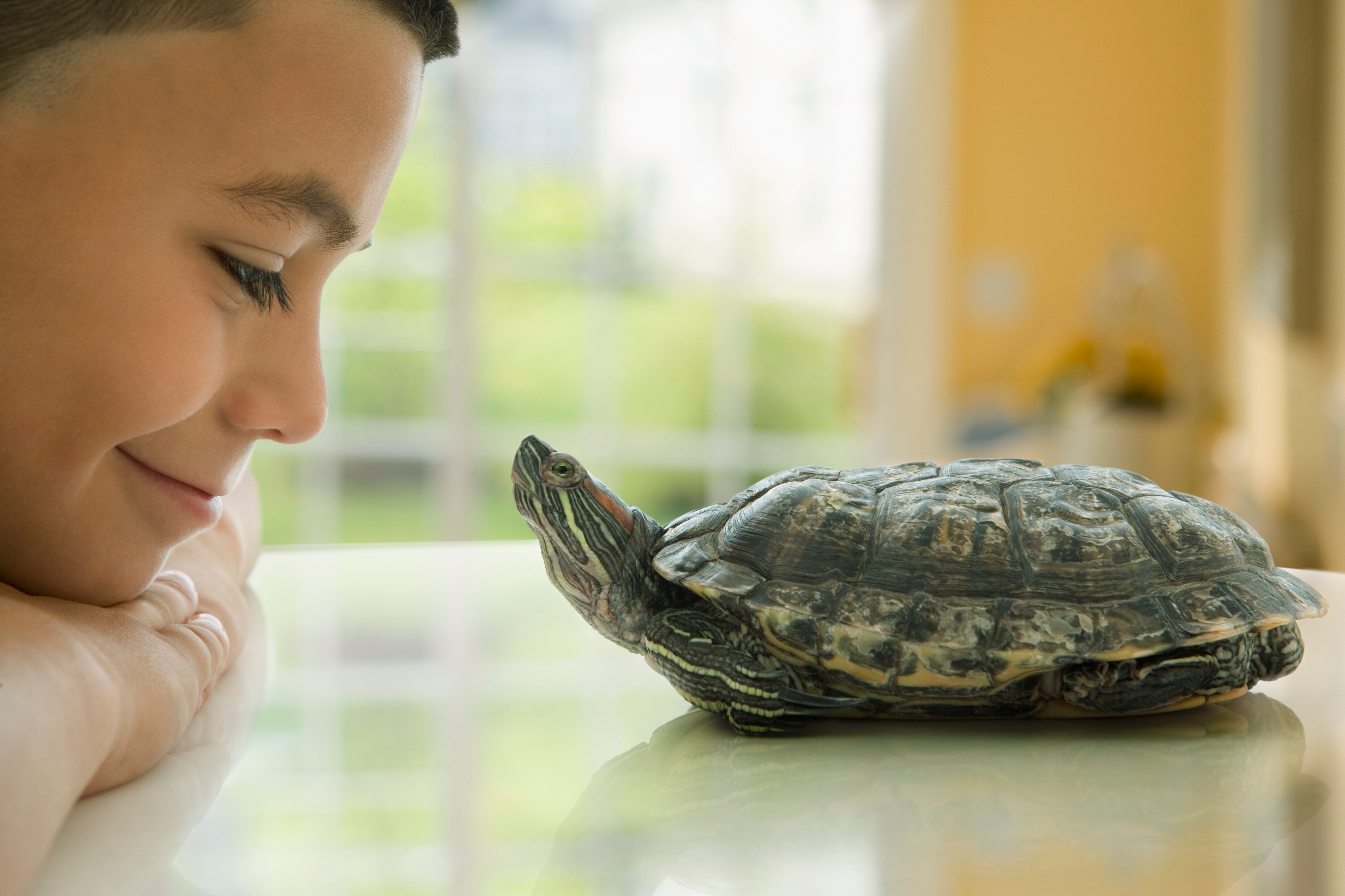 A turtle faces a smiling child indoors, resting on a shiny surface, with a blurred, sunlit background.