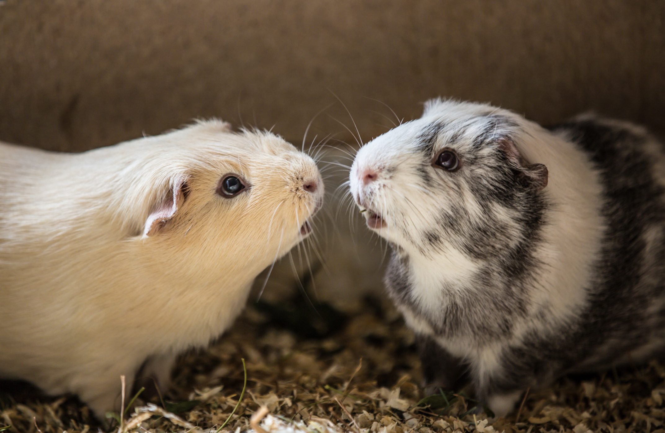 Two guinea pigs face each other, seemingly interacting in a bed of wood shavings, with a neutral background.