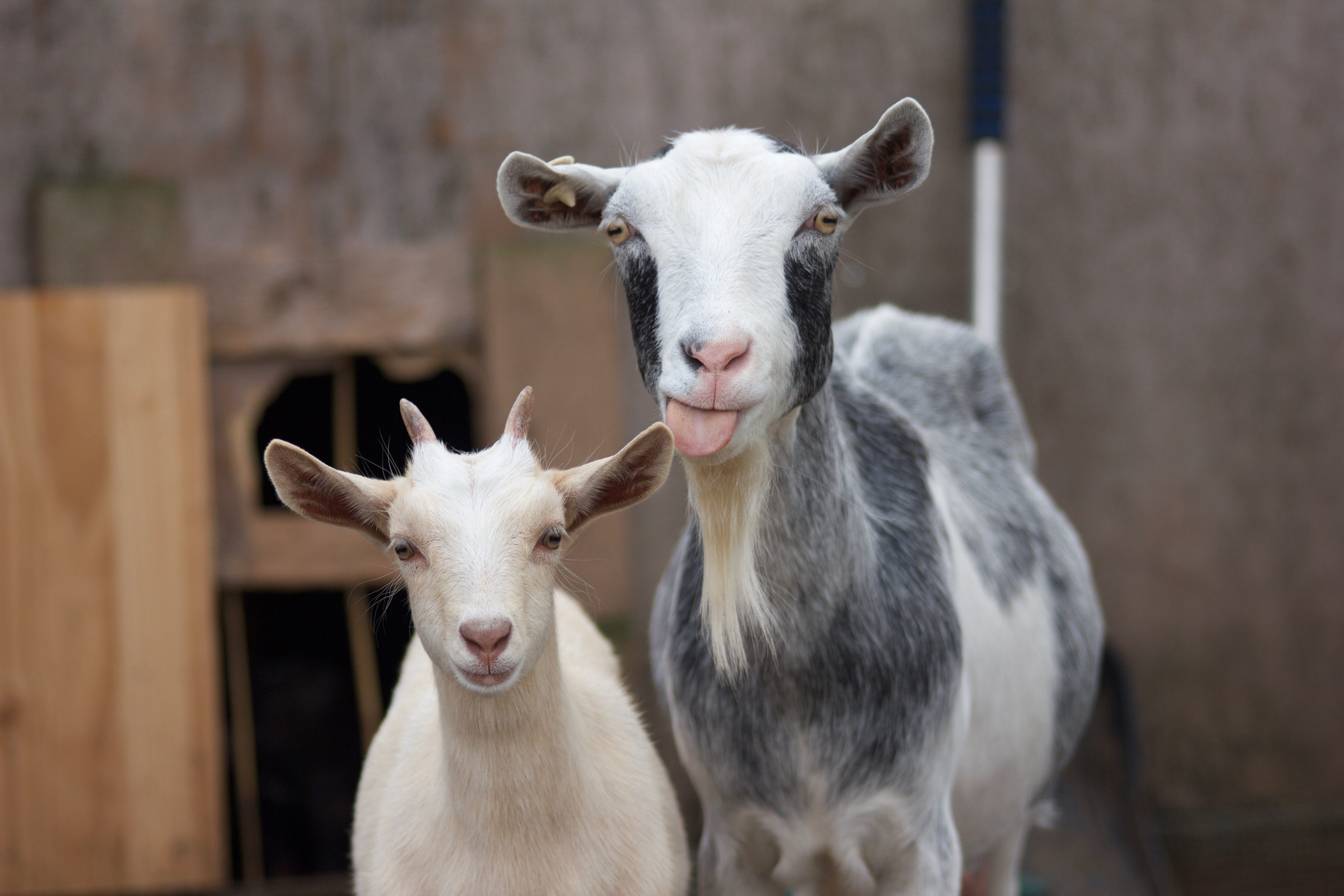 Two goats stand together; one shows its tongue playfully. They are in a wooden, fenced enclosure.