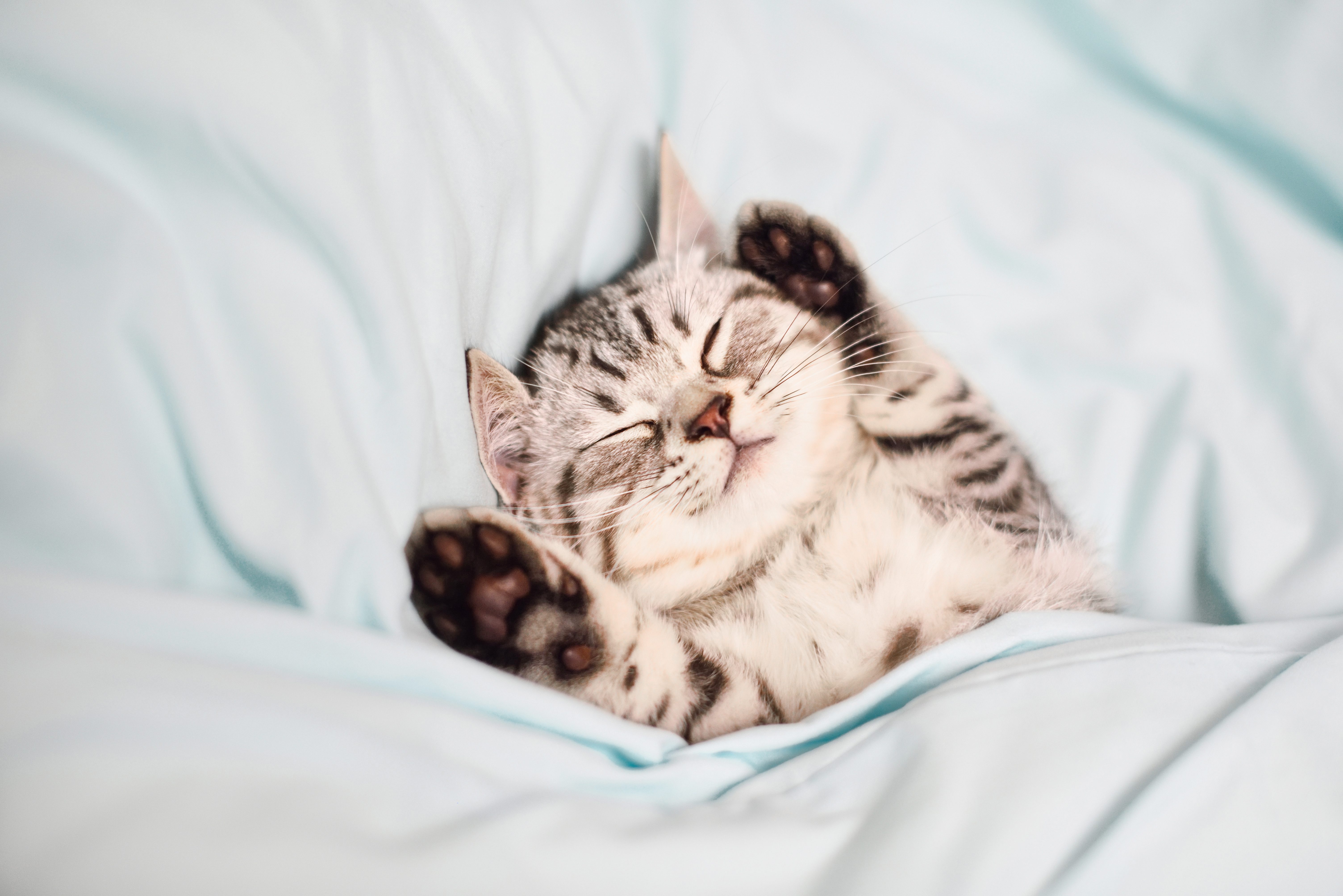 A small kitten lies on light blue bedding, appearing content and relaxed with eyes closed and paws up.