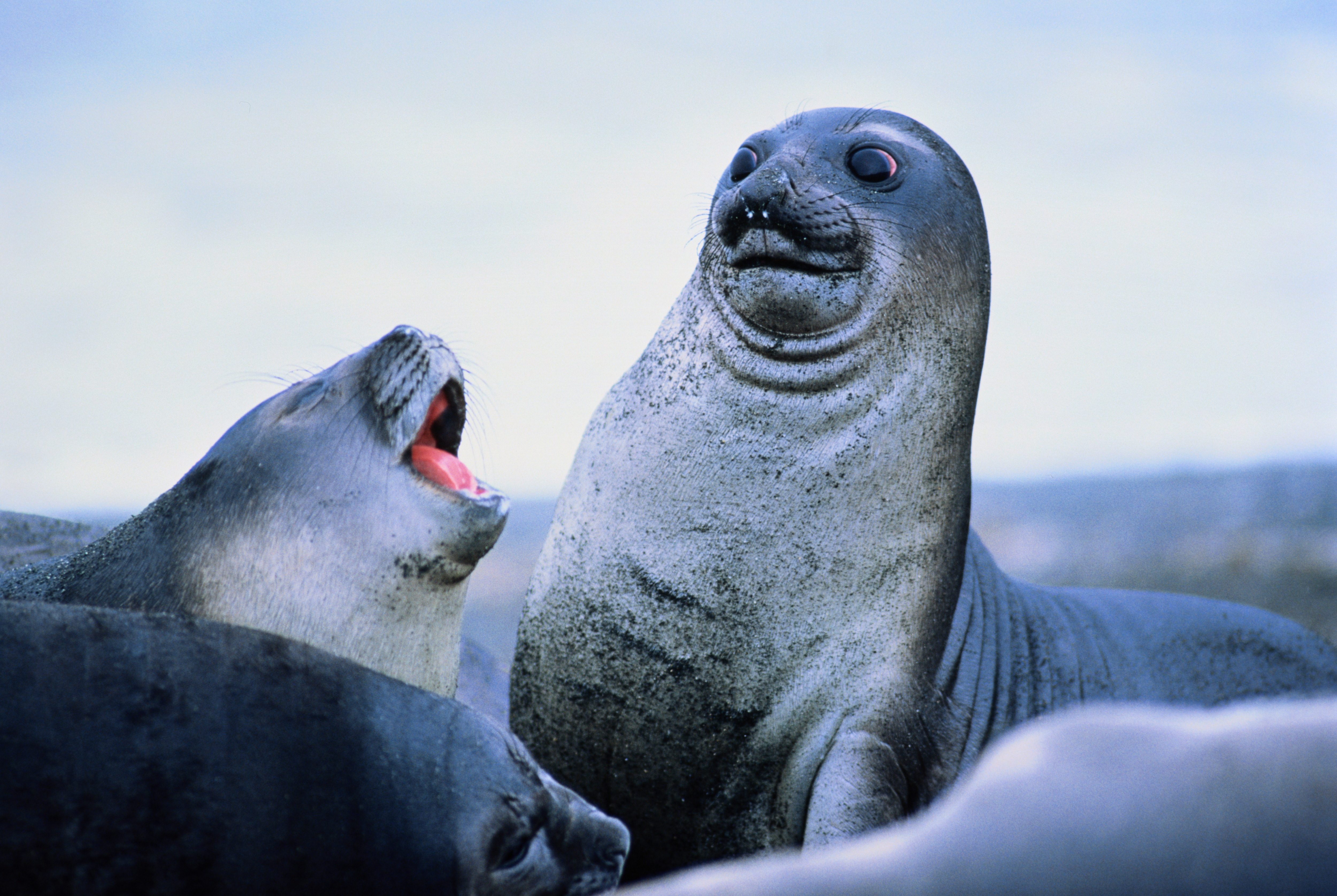 Seals interact playfully, with one seal barking while another looks surprised, on a sandy beach under a clear sky.