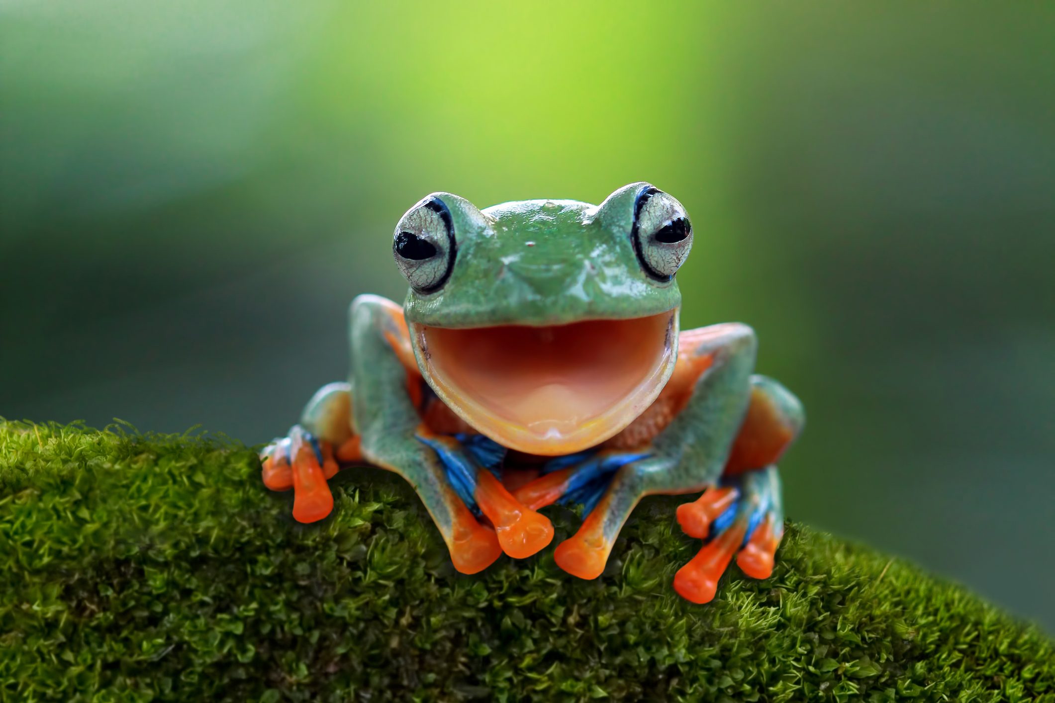 A vibrant green frog sits smiling on moss, surrounded by a blurred green background.