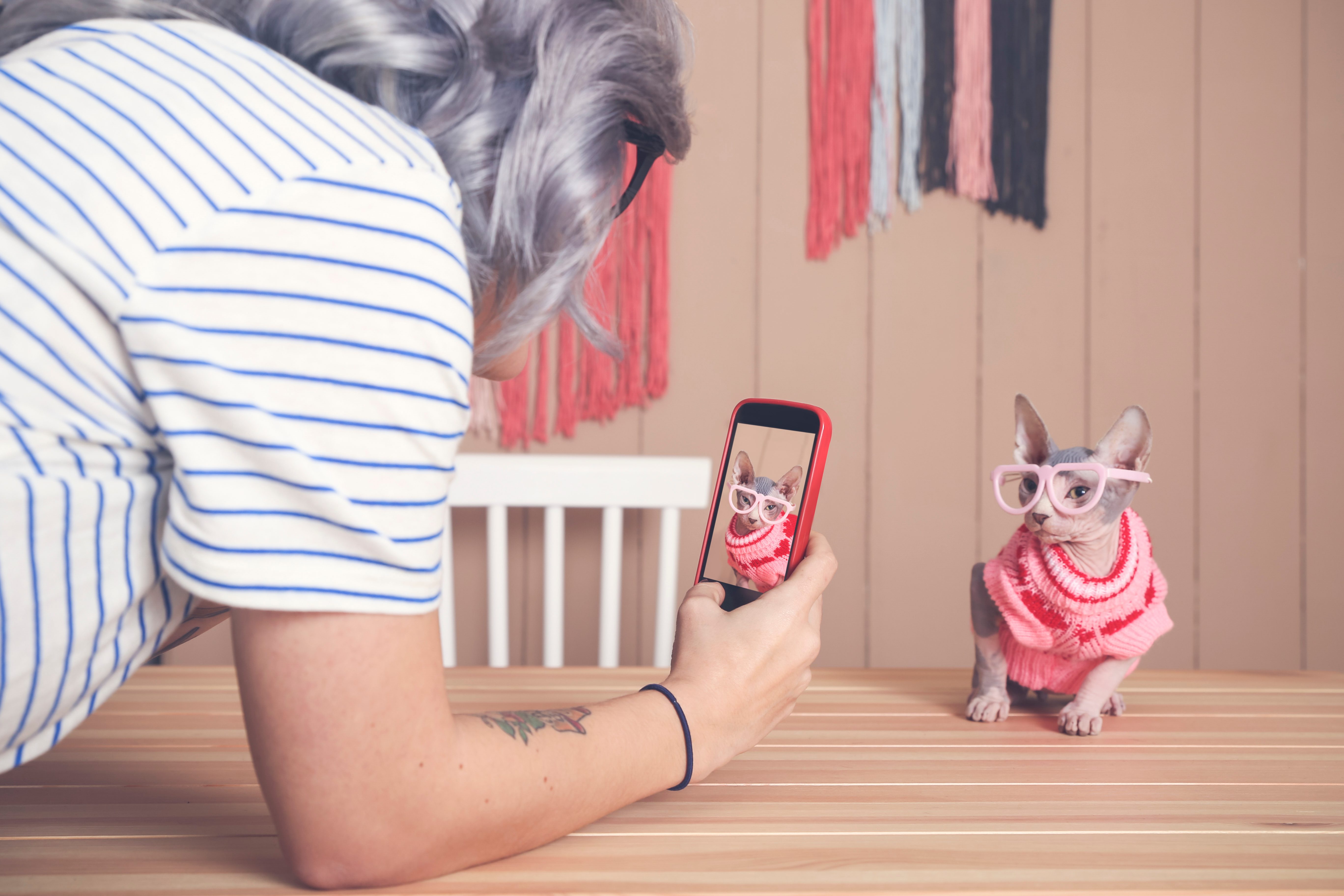 Cat wearing glasses and sweater posed for a photo, taken by a person with gray hair, in a cozy indoor setting.
