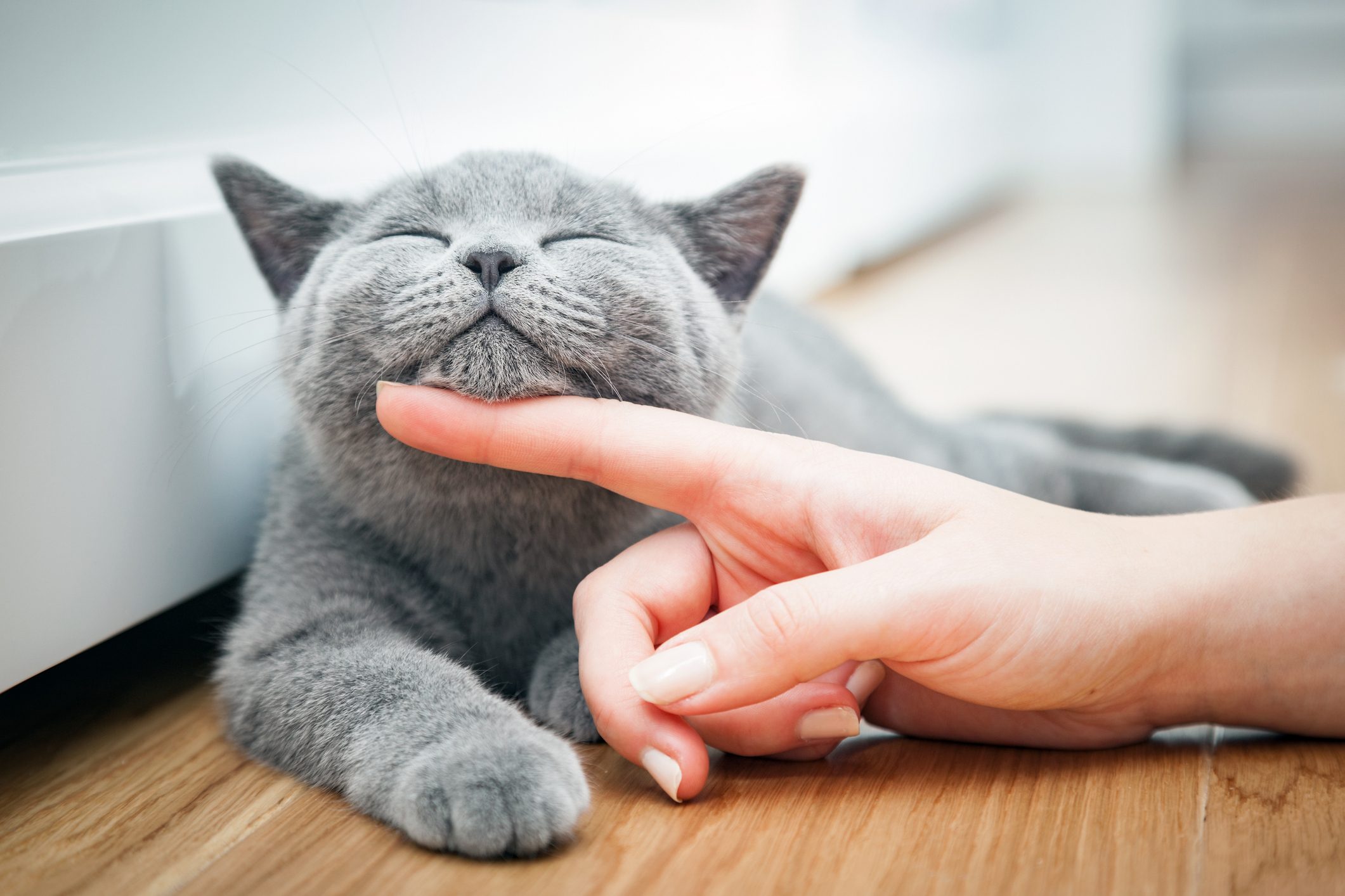 A gray cat enjoys chin scratches from a human finger while lying contentedly on a wooden floor.
