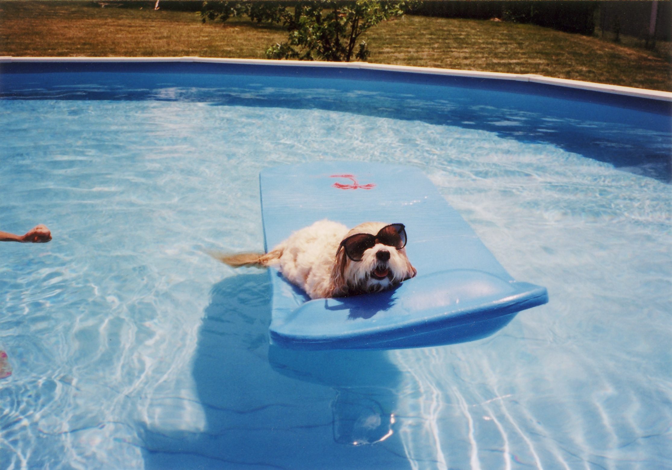 Dog wearing sunglasses relaxes on a blue float in a backyard pool. Lawn and bushes are visible beyond the water.