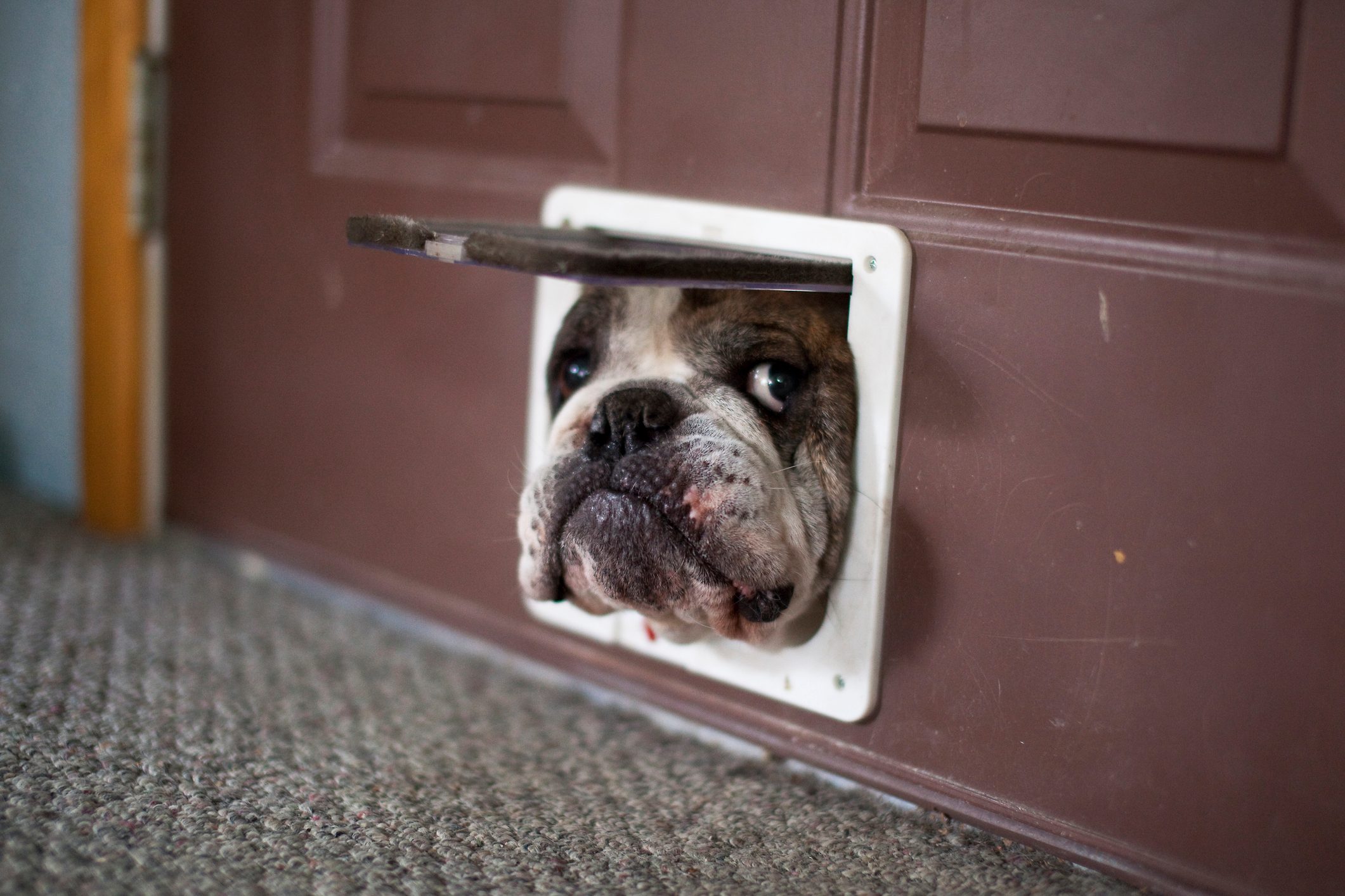 Bulldog head peeking through a pet door, glancing outward. The scene is indoors, with a carpeted floor and a wooden door.