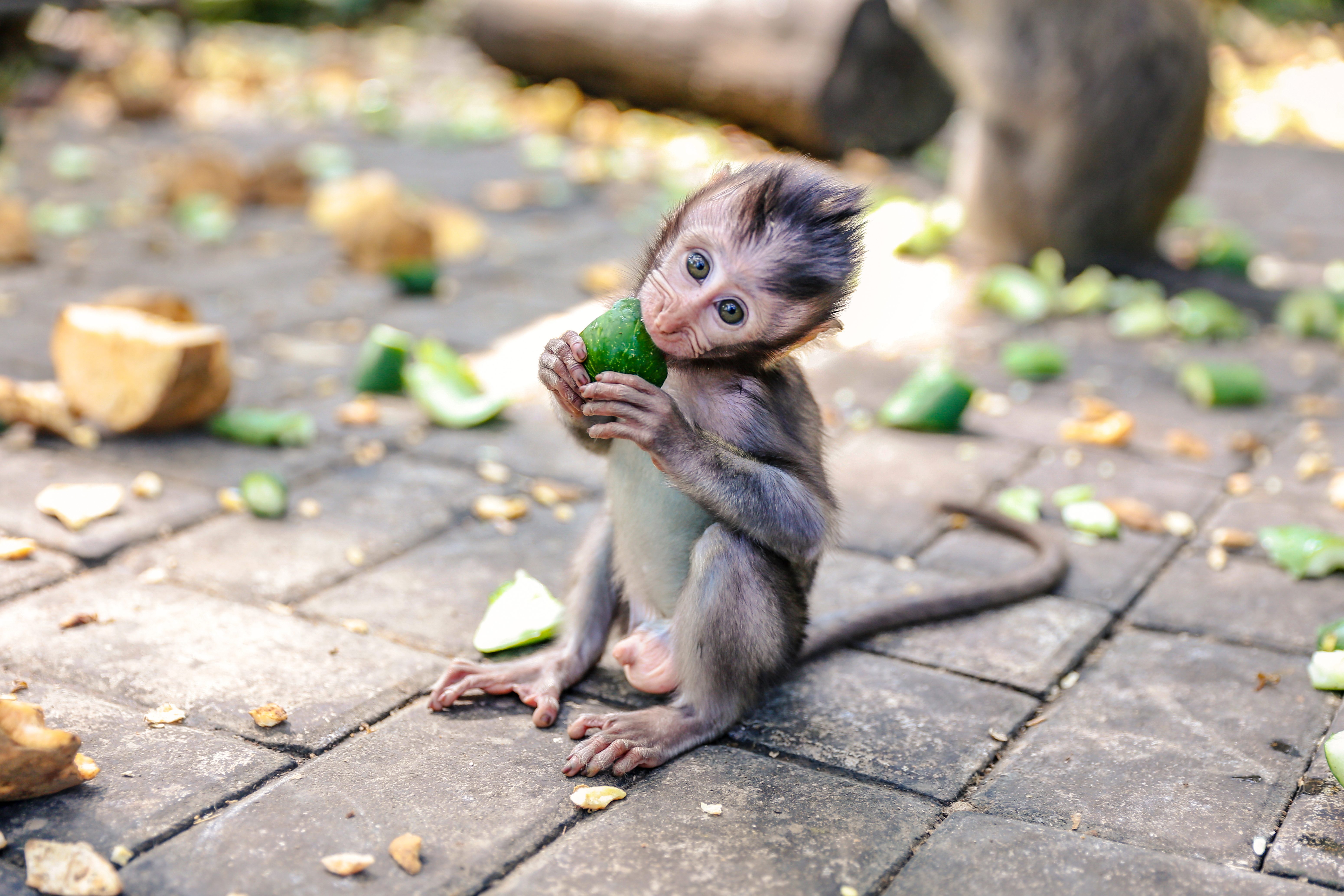 A small monkey holds a green fruit while sitting on a paved ground, surrounded by scattered food pieces.