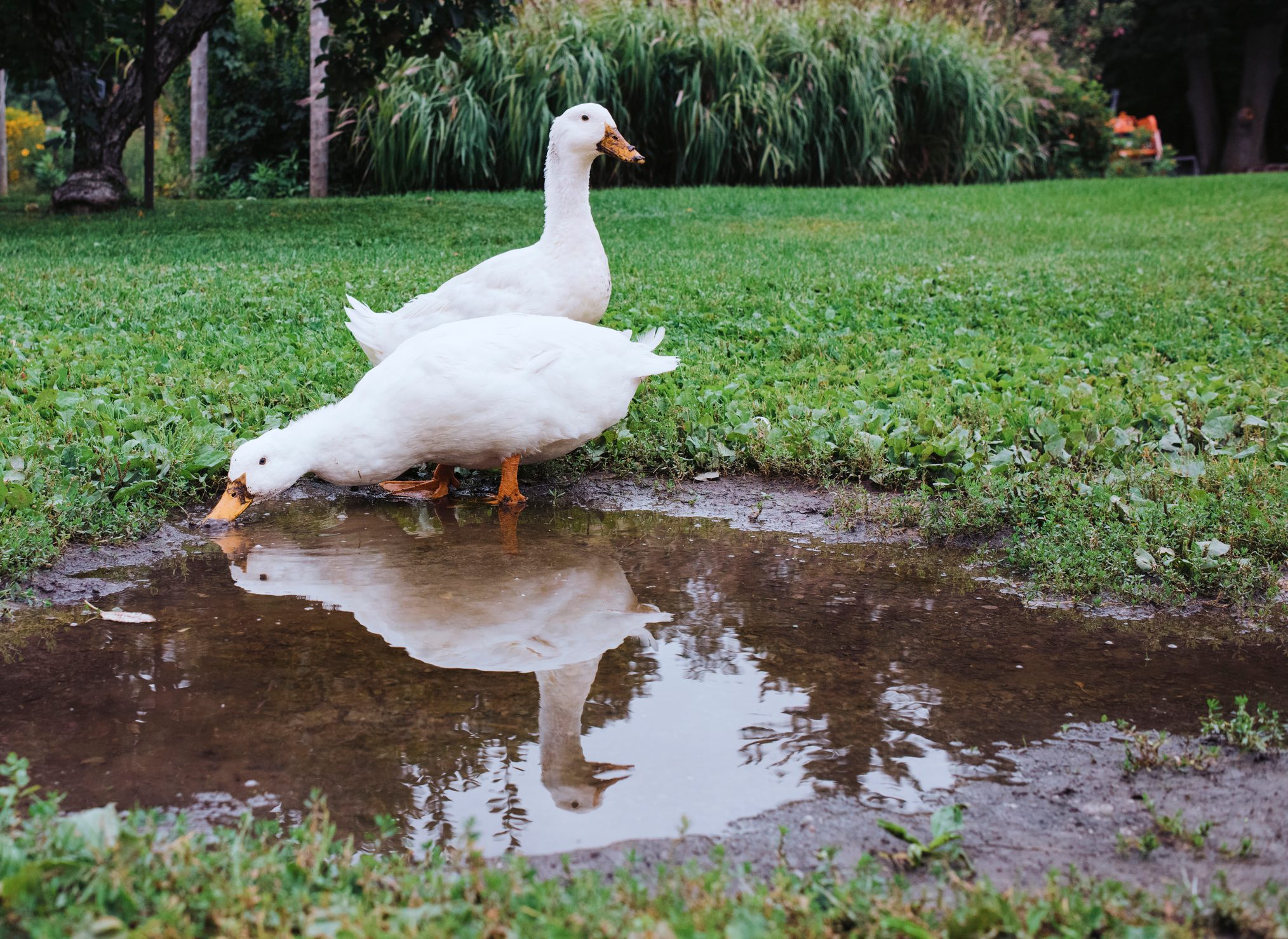 Two white ducks stand, one drinking from a puddle, on a grassy field with trees and shrubs in the background.