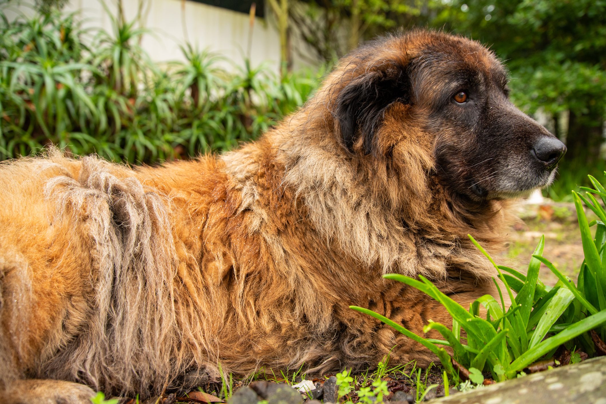A fluffy brown dog lies on the grass, surrounded by lush green foliage in a garden setting.