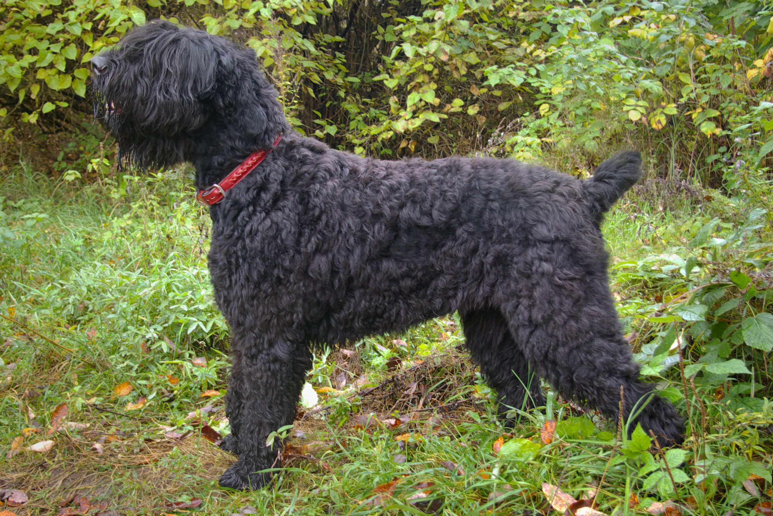 Black, curly-haired dog stands in profile, wearing a red collar, amidst lush greenery and foliage.