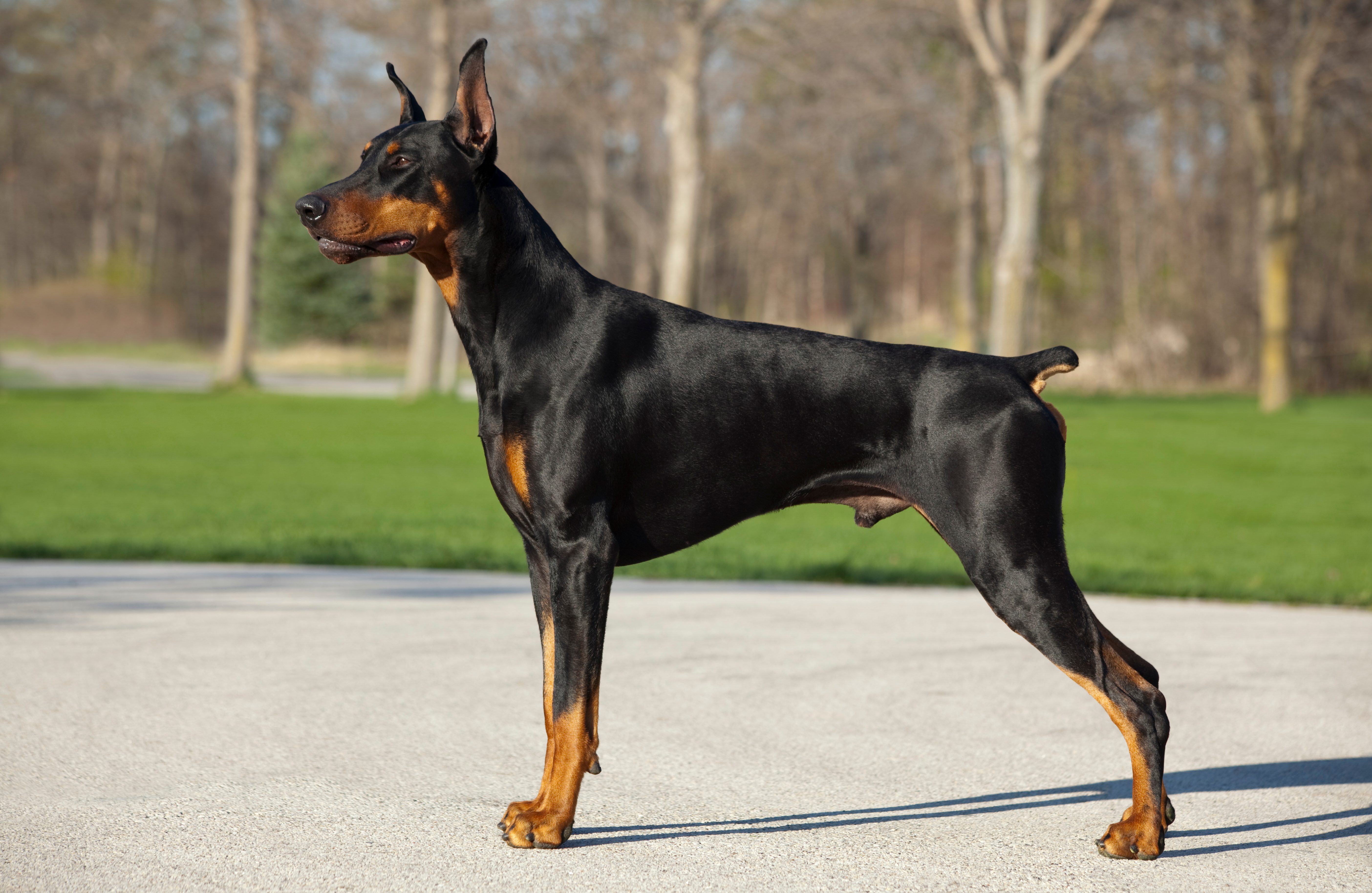 Doberman stands attentively on pavement, surrounded by a grassy area and trees.