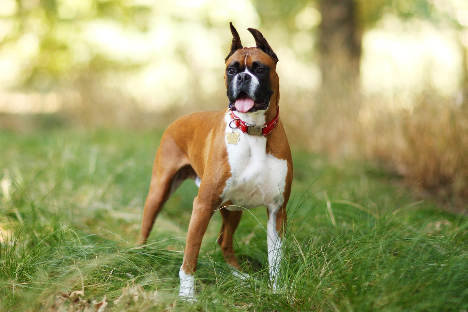 Dog standing alertly, tongue out, wearing a red collar with tags in a grassy, sunlit field.