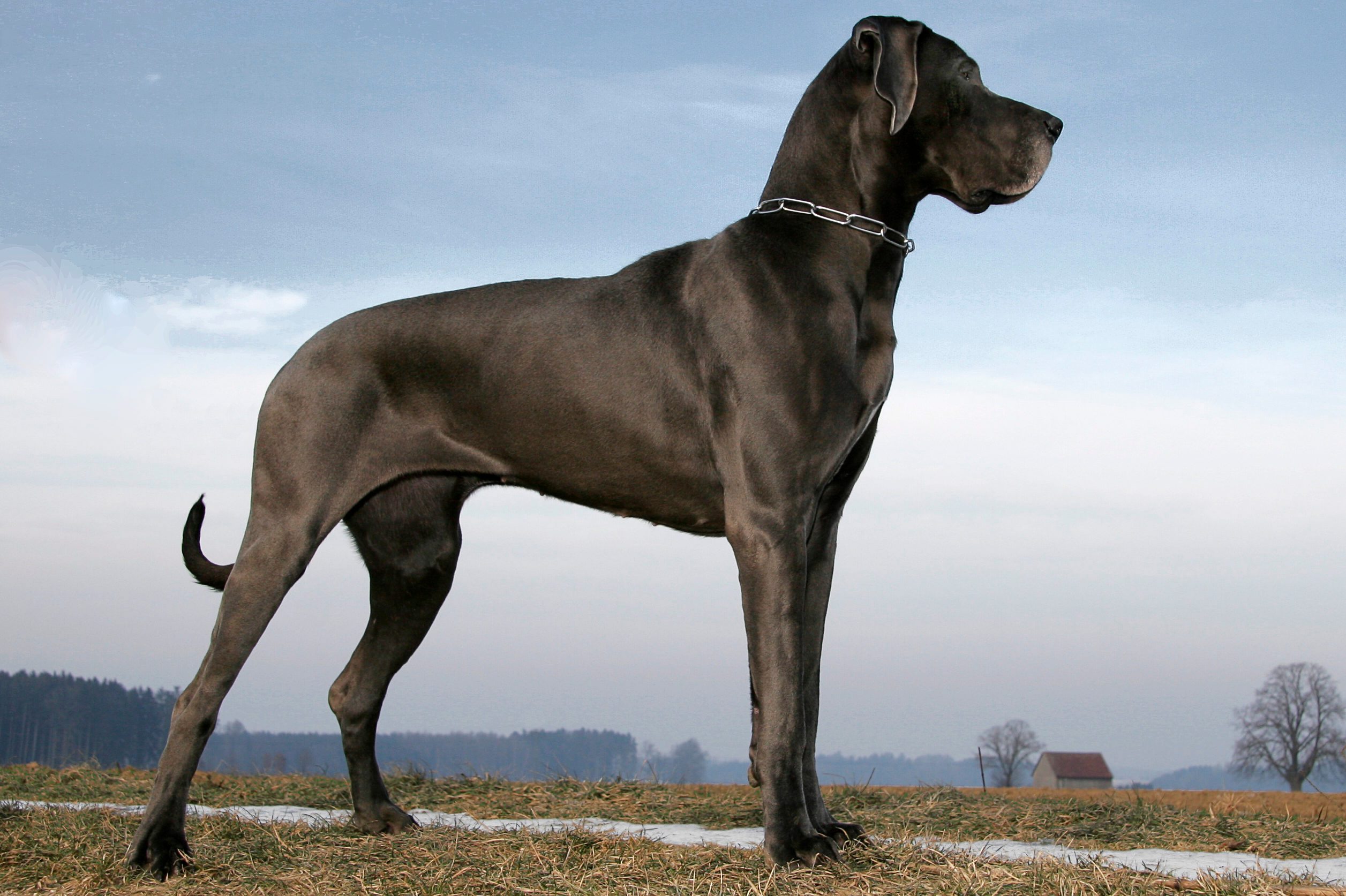 A large black dog stands on grass, looking into the distance, against a clear blue sky with sparse trees in the background.