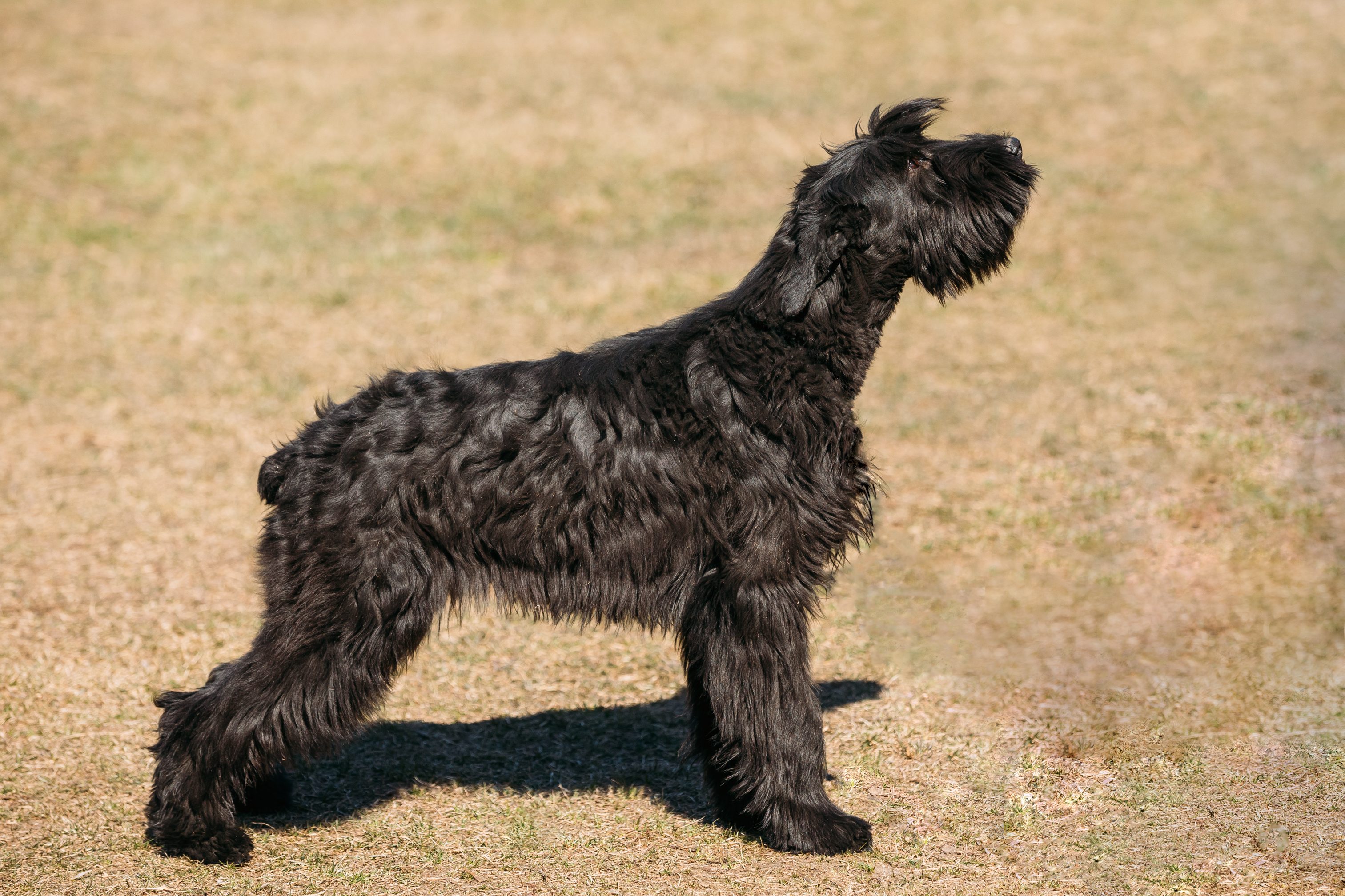 A large black dog, standing alertly on grass, looks into the distance on a sunny day.