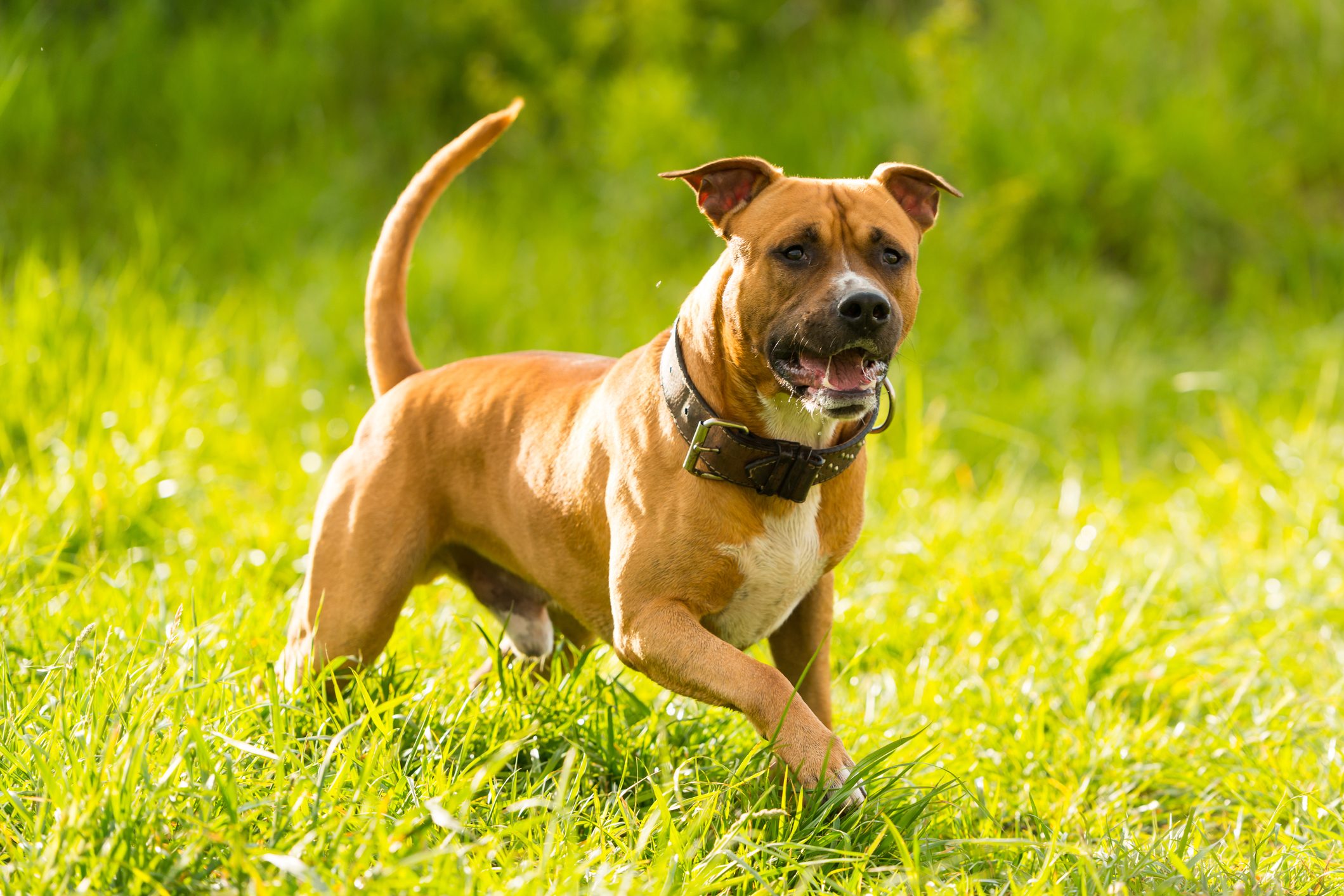 A brown dog stands alert in a sunlit grassy field, with its tail raised and tongue out.
