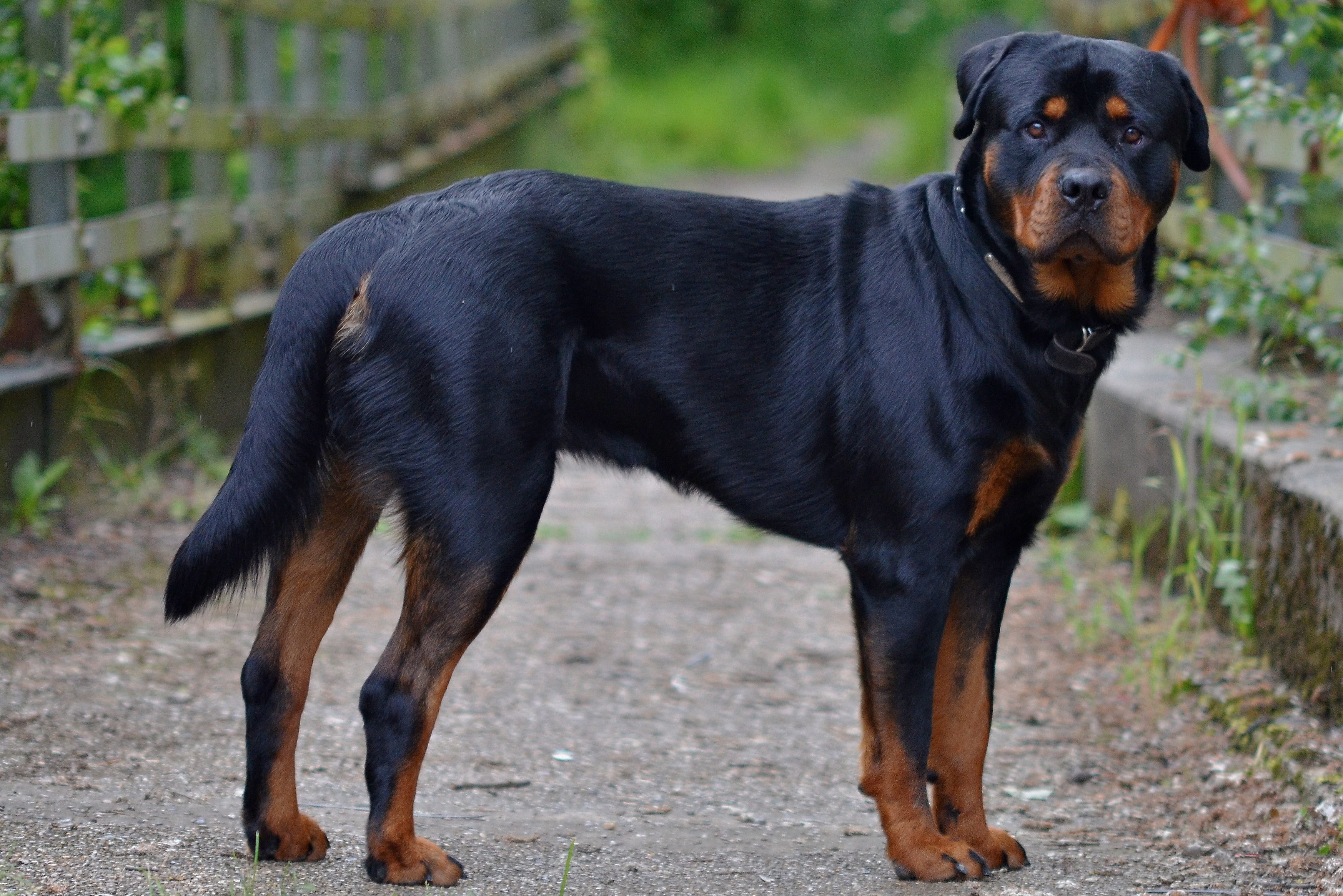 Dog standing alert on a path, surrounded by greenery and a wooden fence.