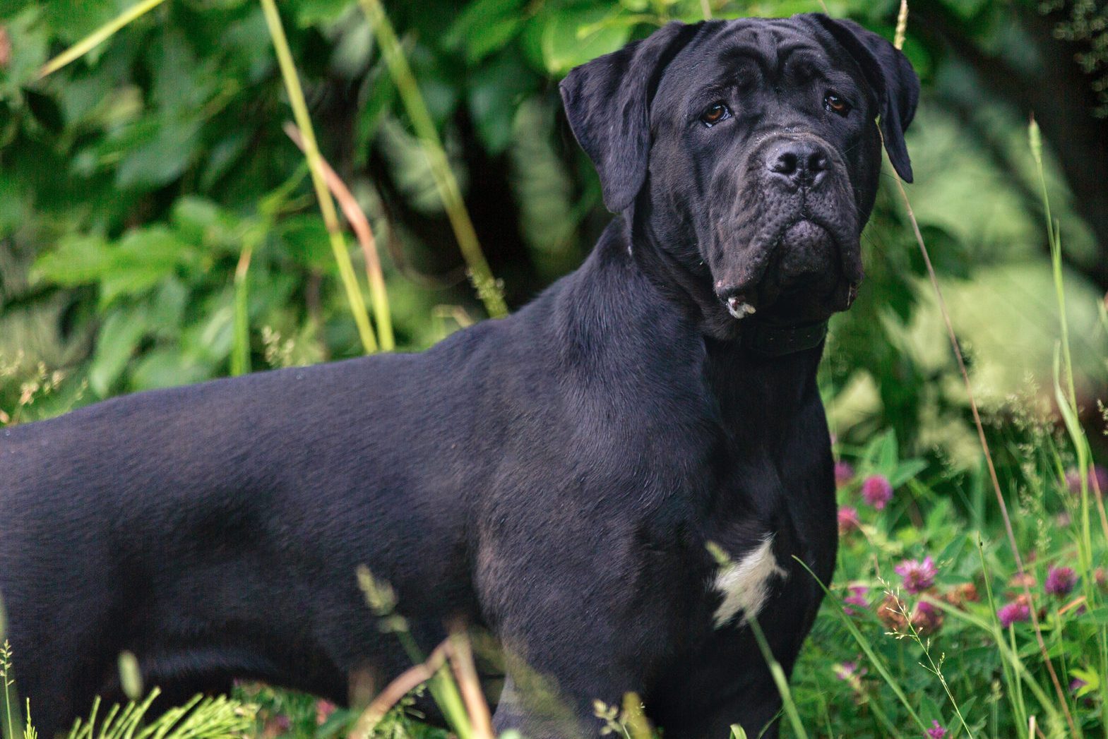 A black Cane Corso stands alert amidst lush greenery with pink flowers scattered throughout.