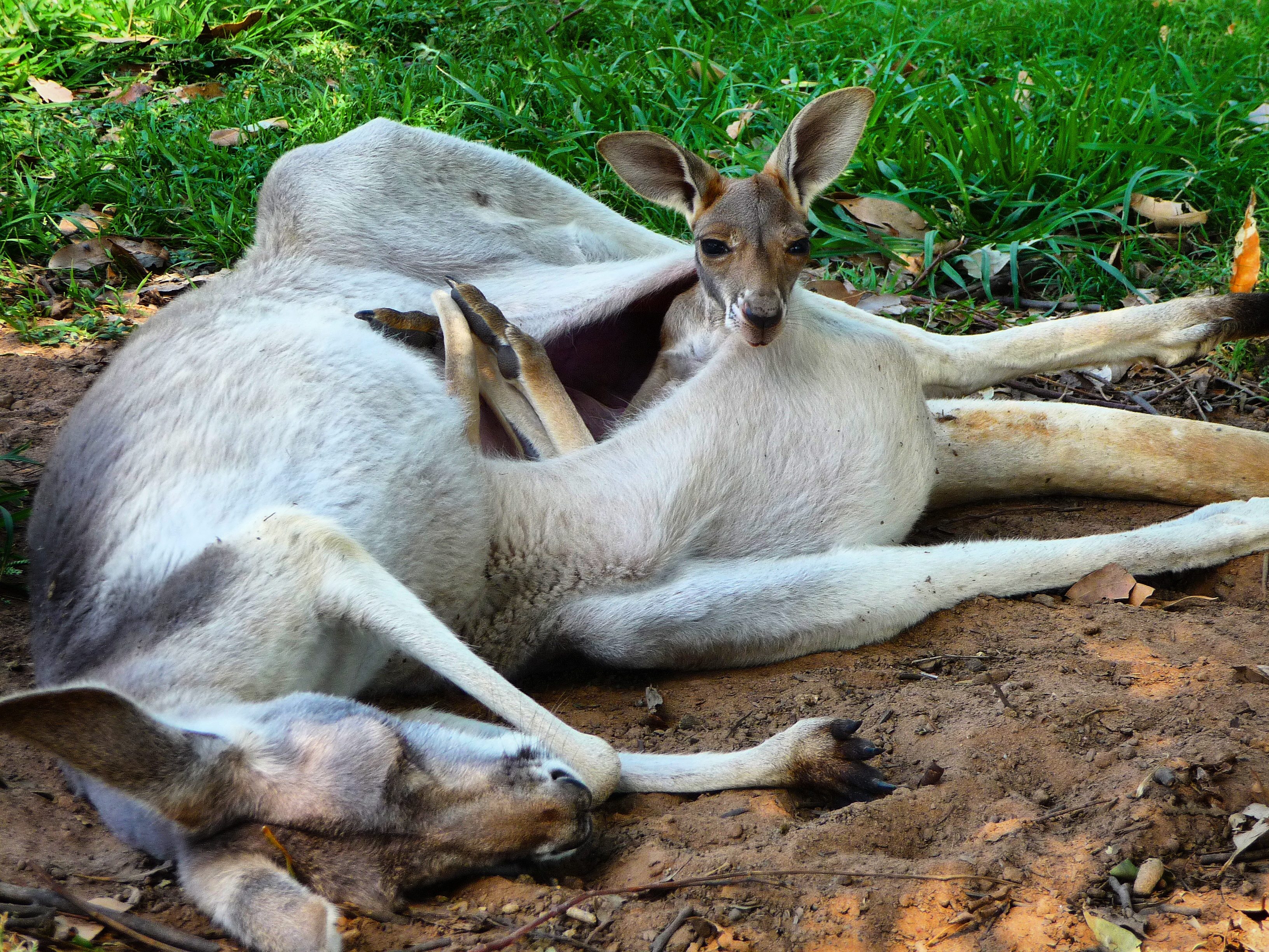 Kangaroo lies on grassy ground, while joey peeks from pouch, surrounded by leaves and earth.
