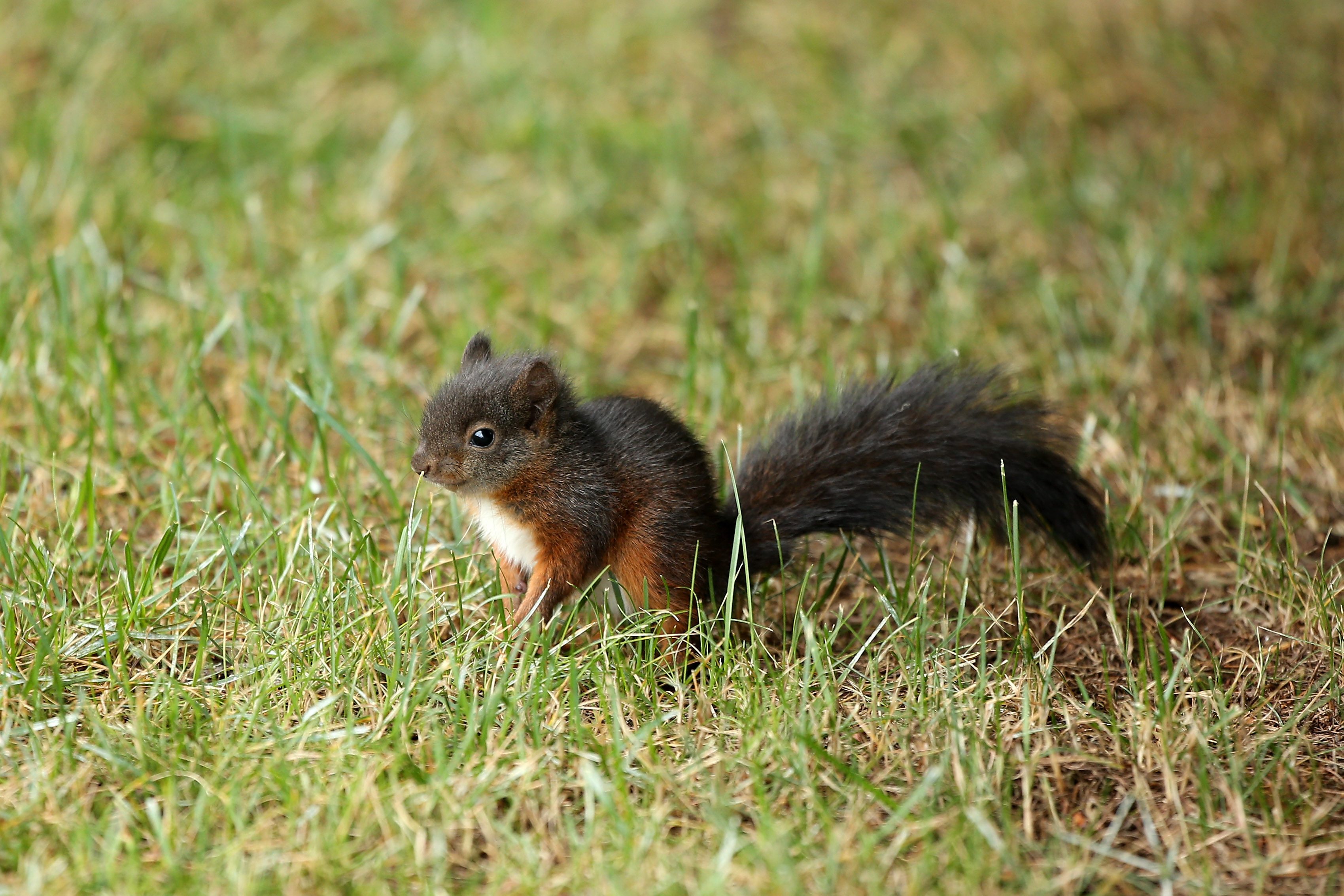 A small squirrel stands alert, surrounded by lush green grass, against a blurred natural background.