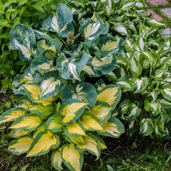 Variegated hosta plants, with green, white, and yellow leaves, grow in a lush garden bed surrounded by grass and other foliage.