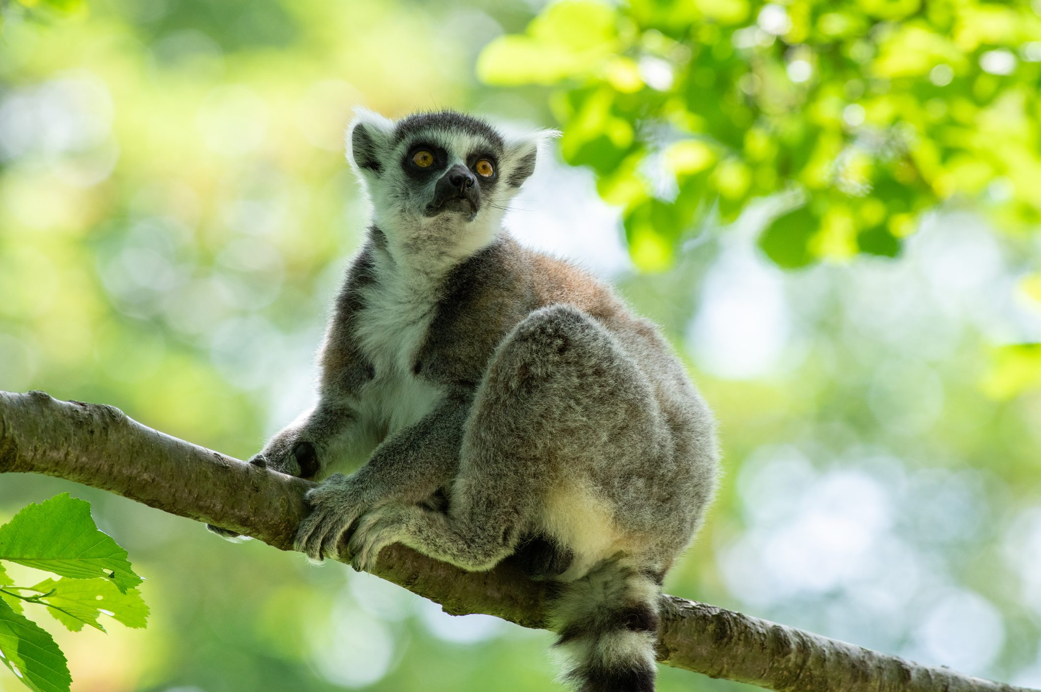 A lemur perched on a tree branch, gazing upwards, surrounded by a bright, blurred green foliage background.