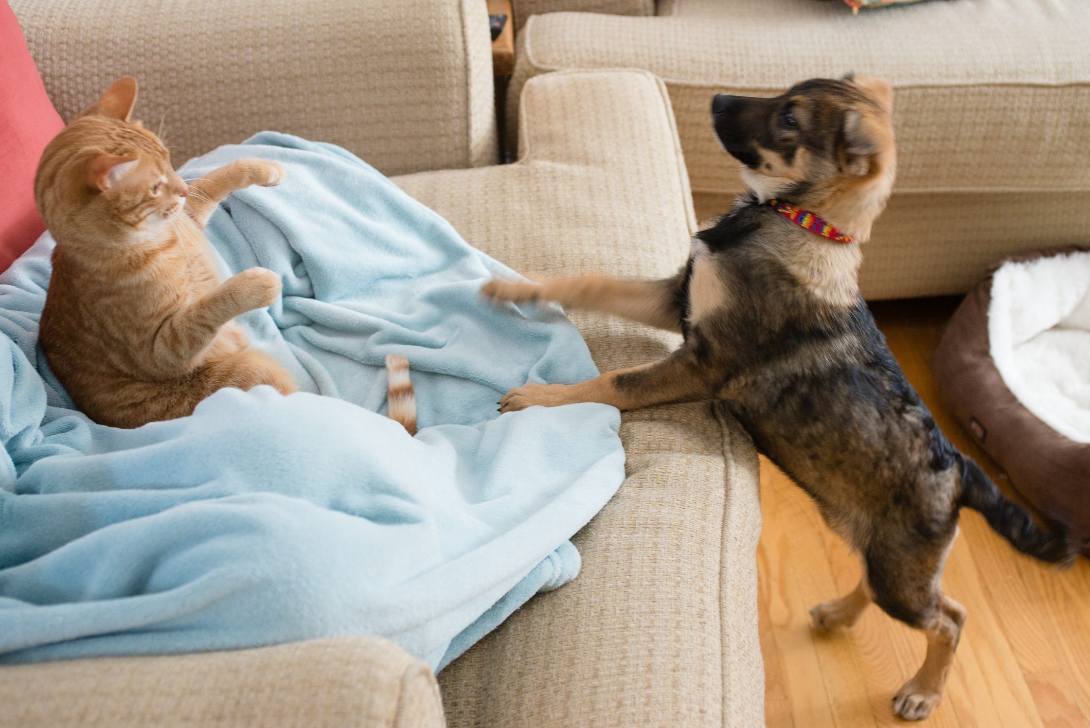 Puppy playing with orange tabby cat