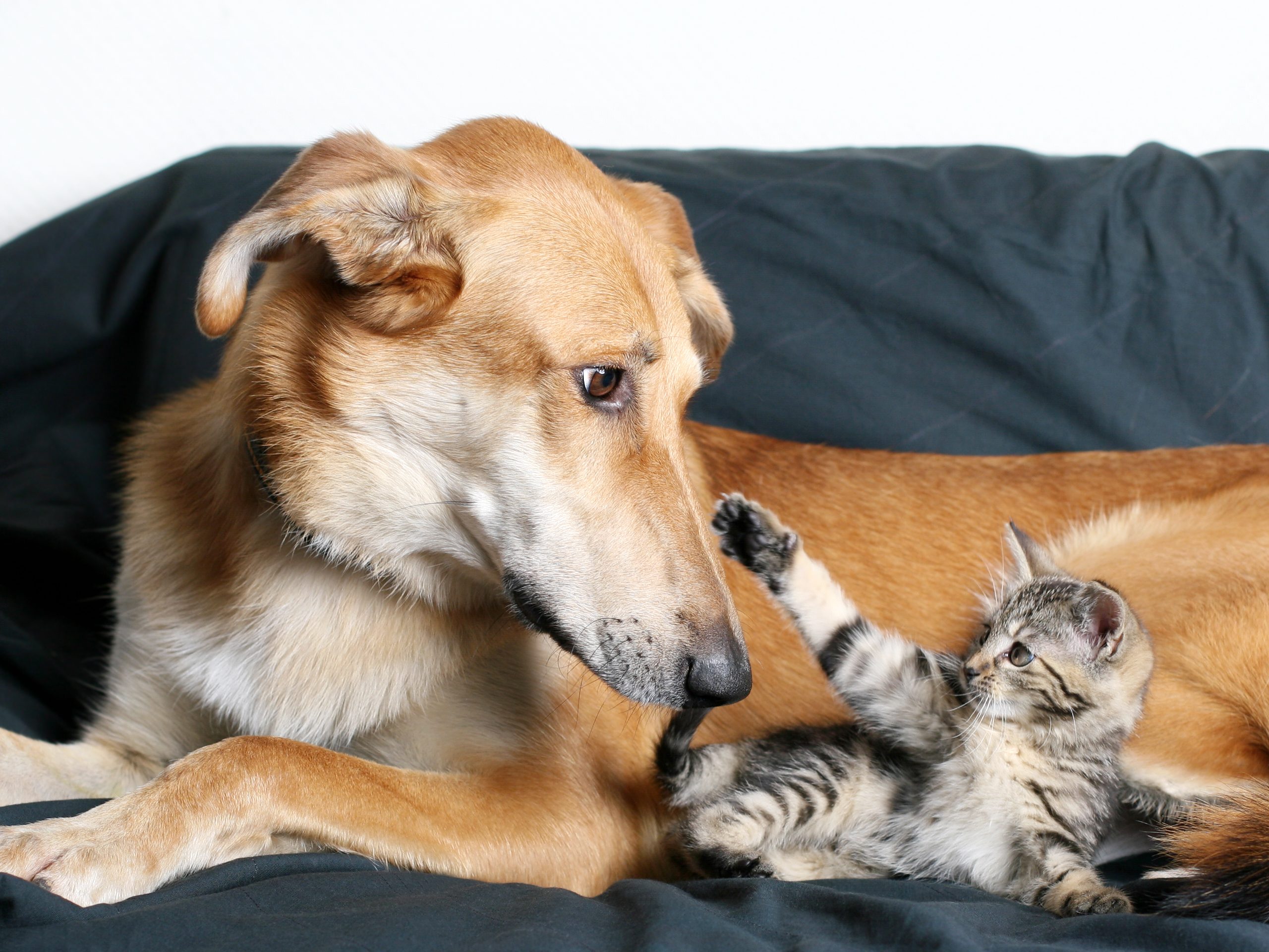 Dog and Kitten