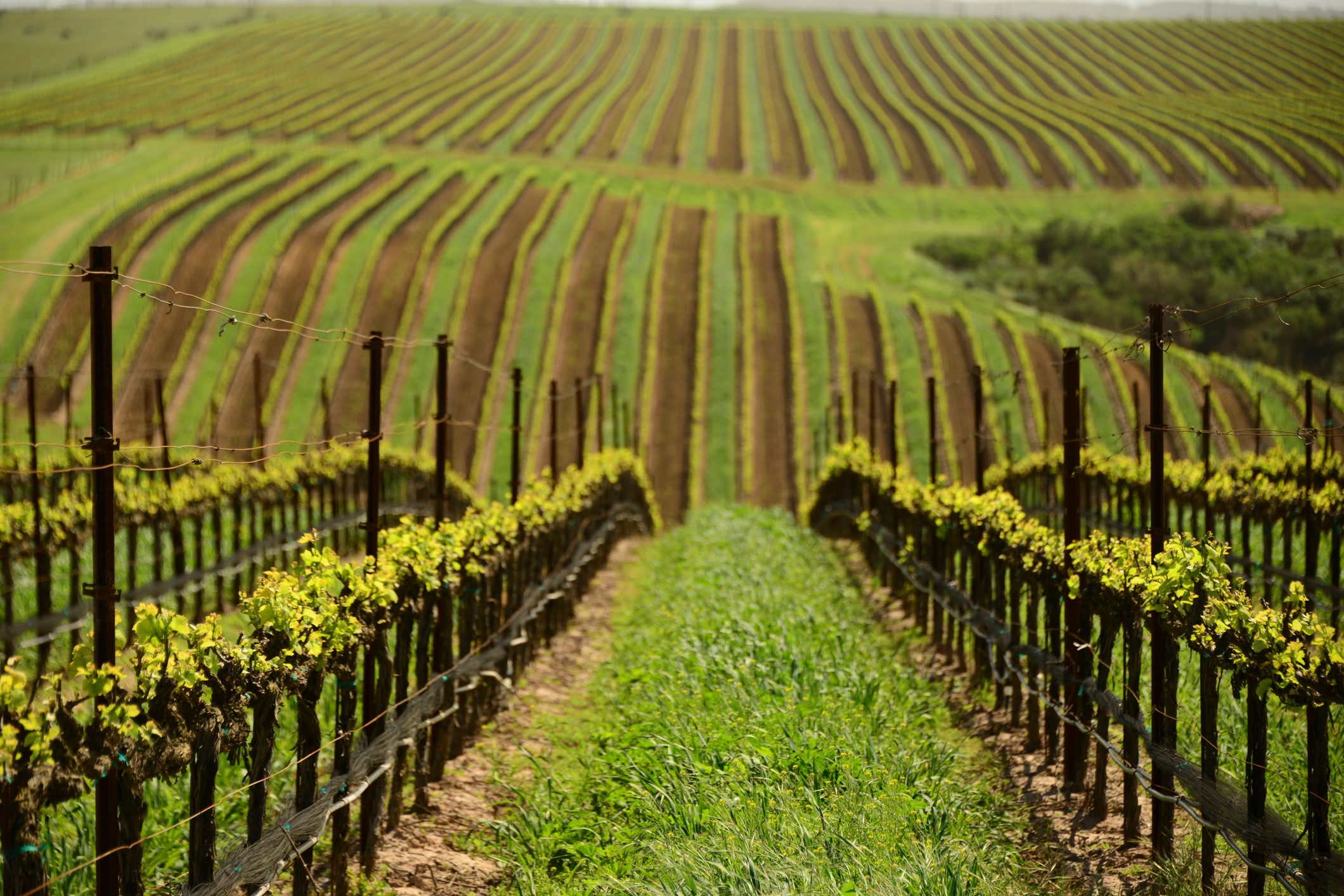 Vineyard rows stretch into the distance, lined with lush green grapevines, under an open sky in a hilly rural landscape.