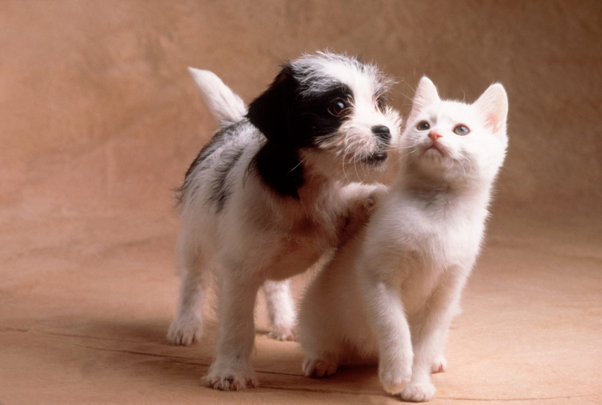 Puppy and Kitten Playing
