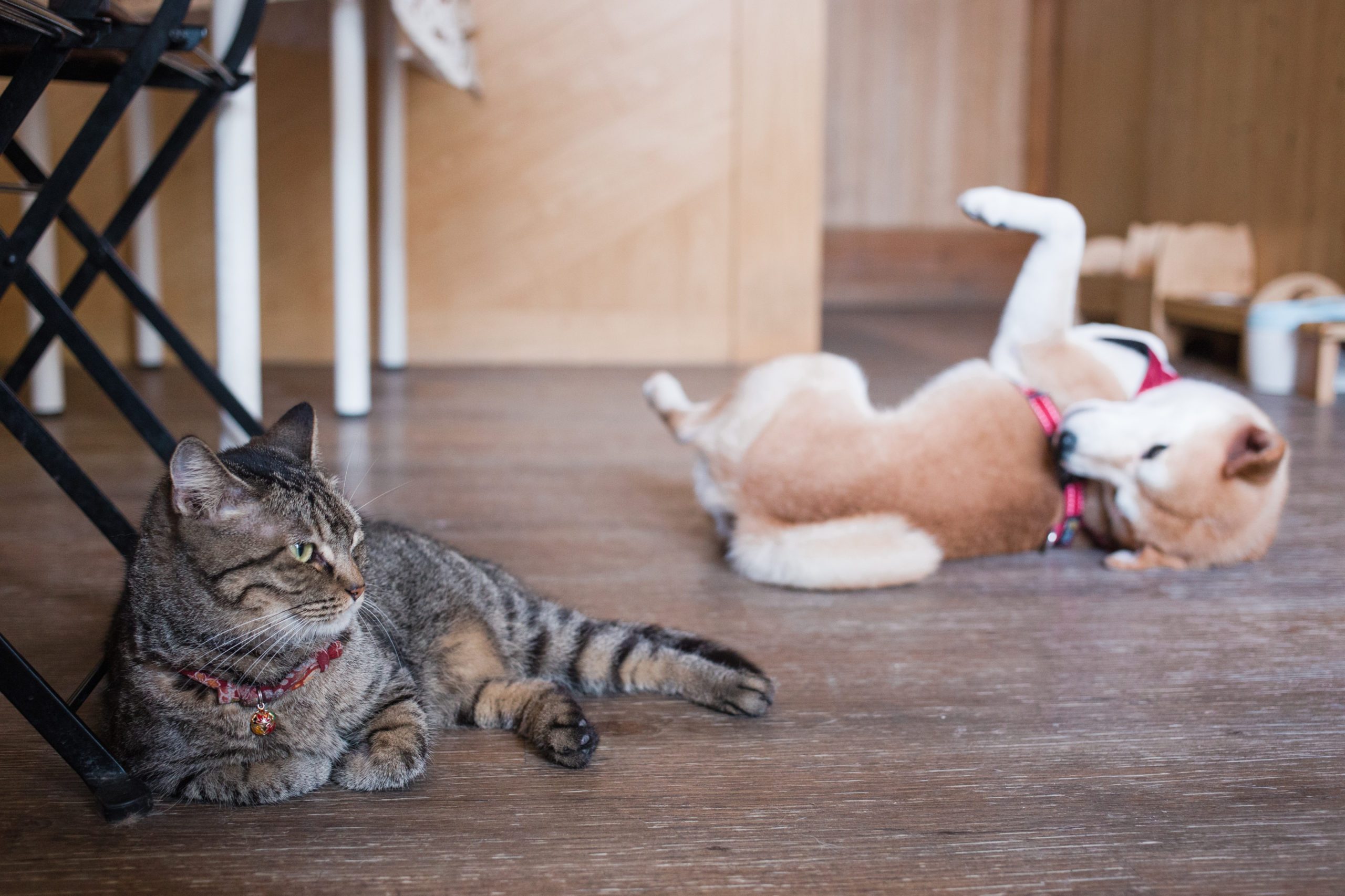 Cat And Dog Relaxing On Floor At Home
