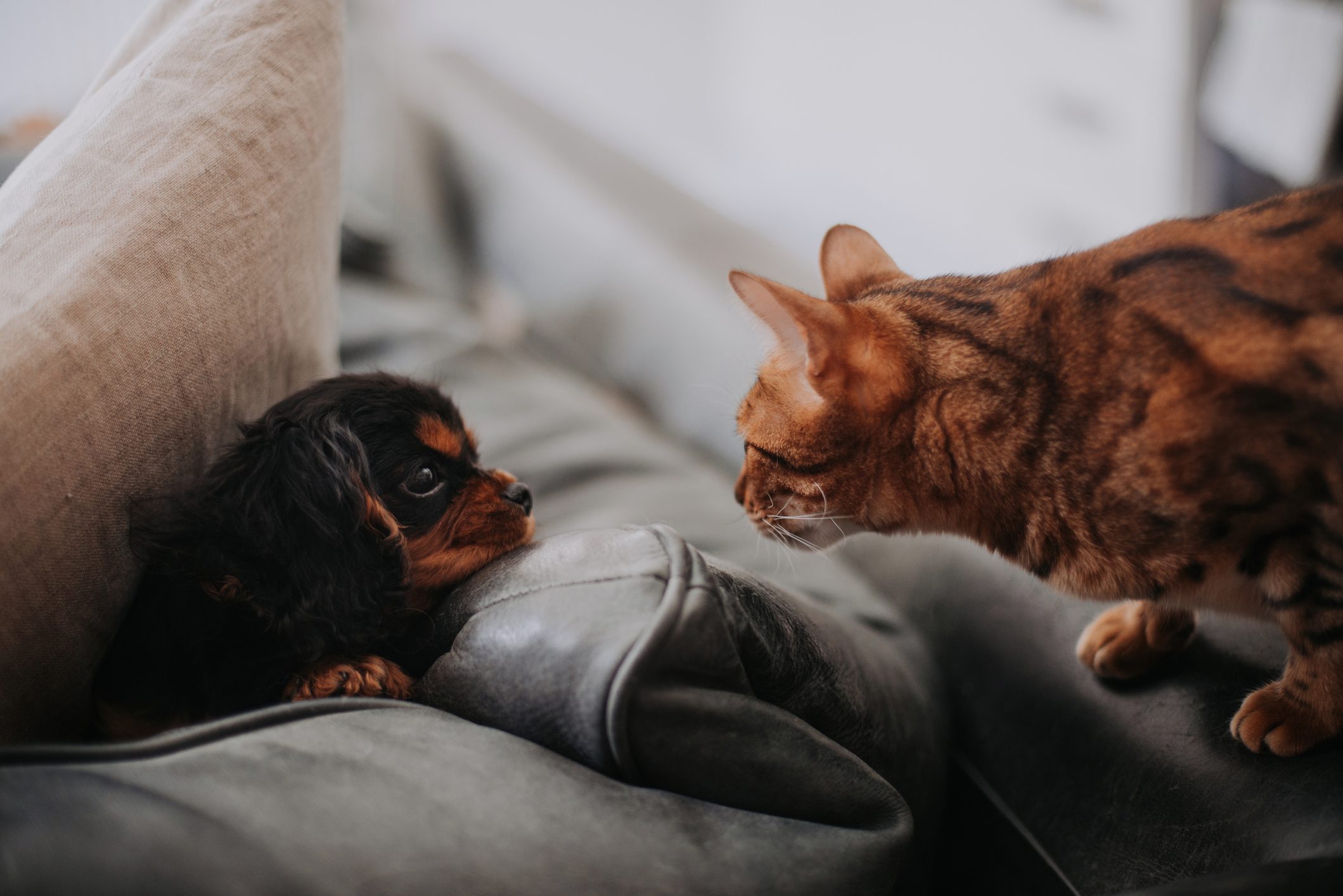 Cavalier King Charles Spaniel puppy hiding from Bengal cat