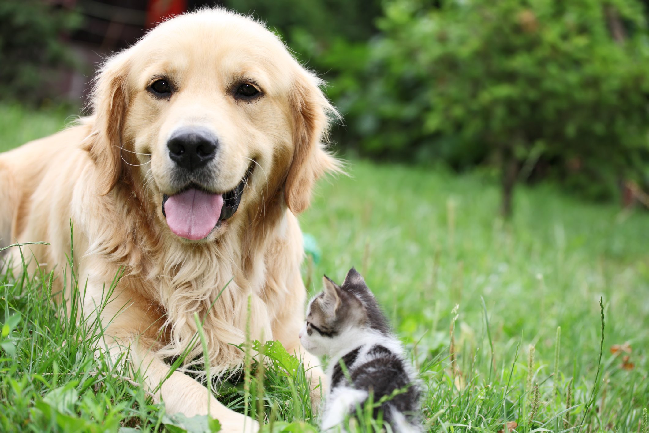 Golden retriever and a small kitten outdoor.