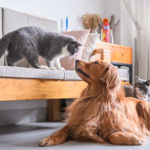 Cat approaches dog nose-to-nose on a sofa; another cat observes. Living room with wooden furniture, books, and curtains.
