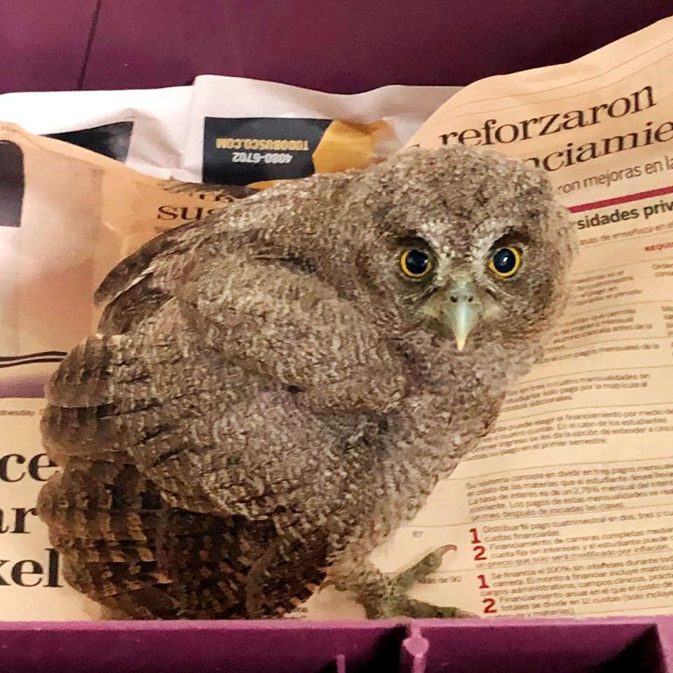 baby screech owl