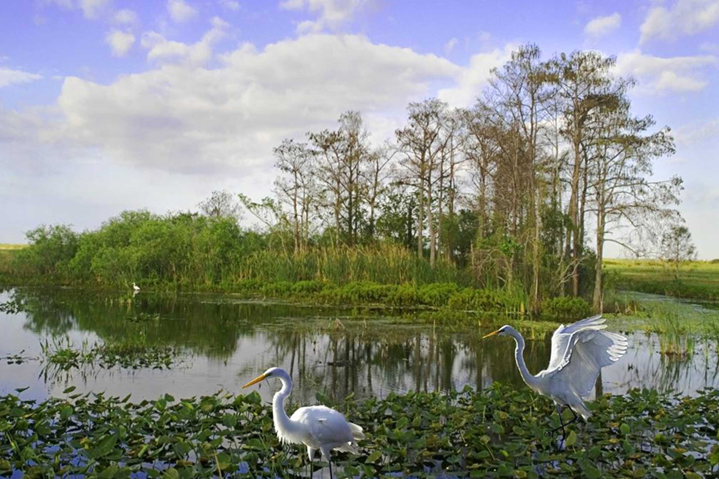 Two herons walk and fly over lilypads in a serene wetland, bordered by lush greenery and bare trees under a partly cloudy blue sky.