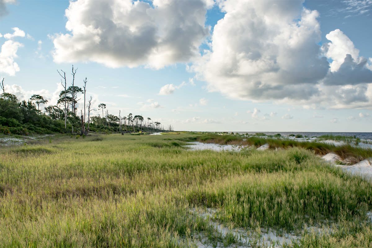 Grassy field stretches along a coastline with scattered trees under a partly cloudy blue sky.