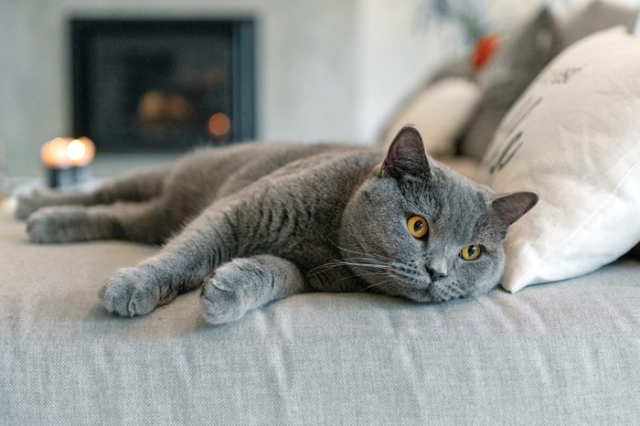 Cat lying down on a sofa