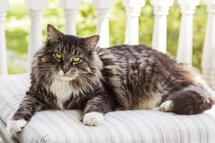 Cat on a pillow