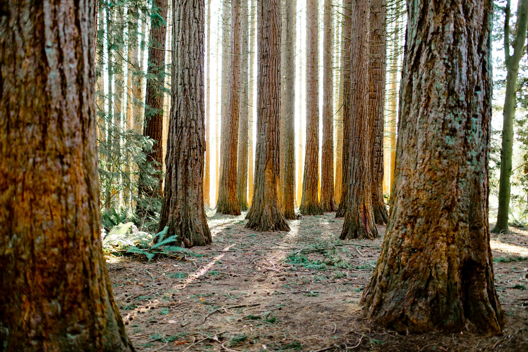 Backlit Redwood forest, (Sequoioideae) coniferous tree
