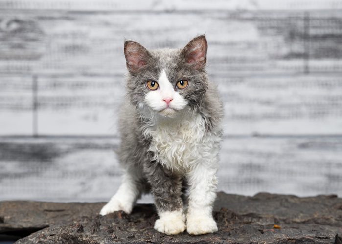 Curious Selkirk Rex Cat