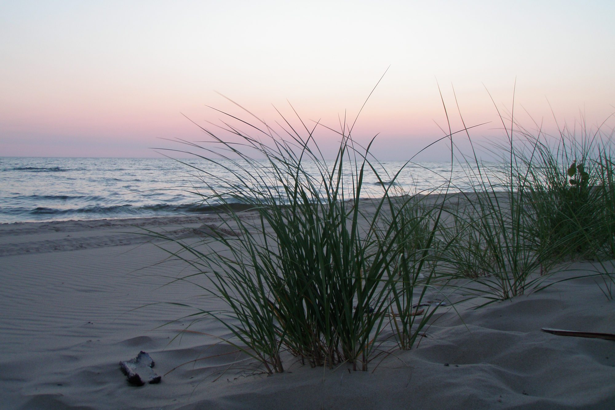 Grass grows on sandy beach, with gentle ocean waves in the background, under a pinkish sunset sky.