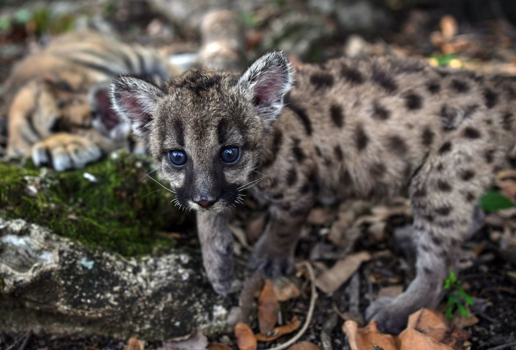 MEXICO-ANIMALS-ZOO-COUGAR-CUBS