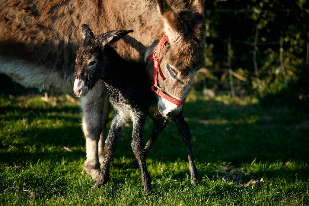 Agricultural Work Continues Amid Coronavirus Lockdowns