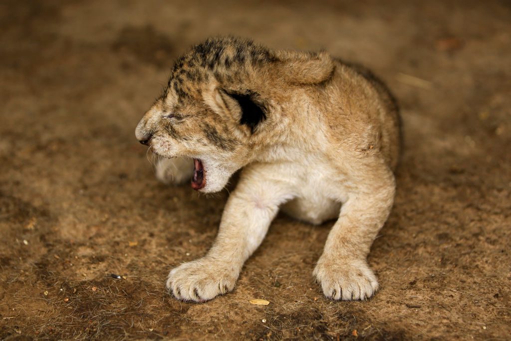 SUDAN-ANIMAL-ZOO-HEALTH-VIRUS