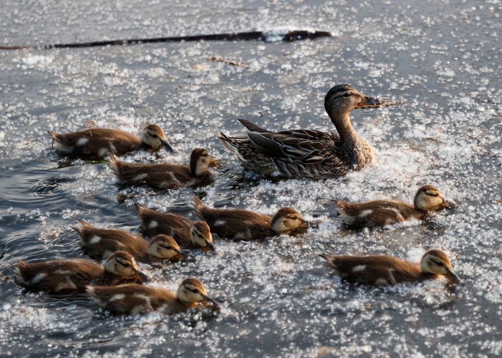 Major Cities In Canada Adjust To Restrictive Coronavirus Measures