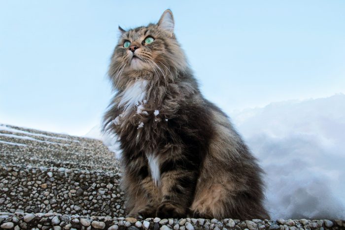 Norwegian Forest Cat