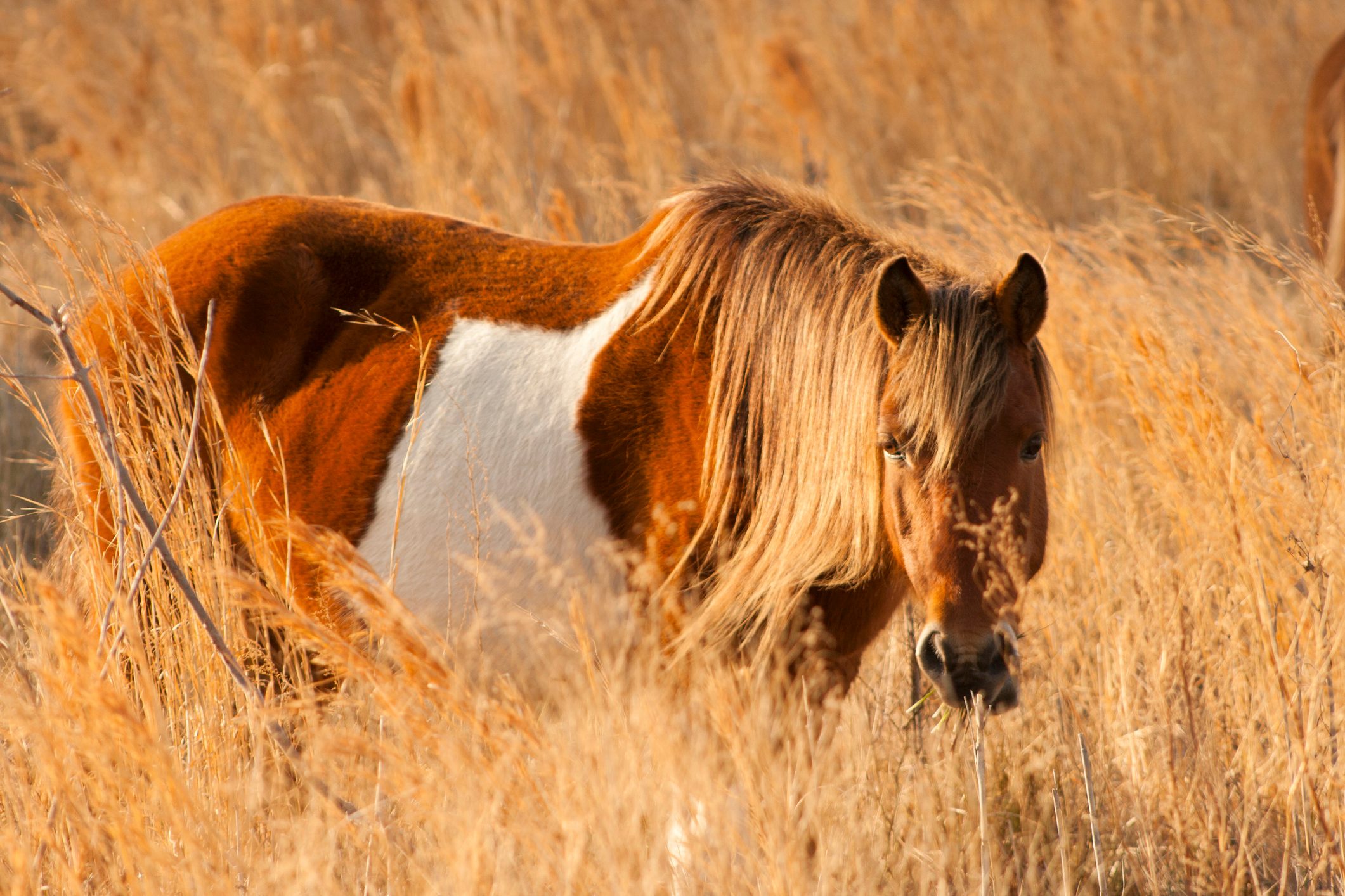 A brown and white horse grazes in tall golden grass, its mane draping over its face.