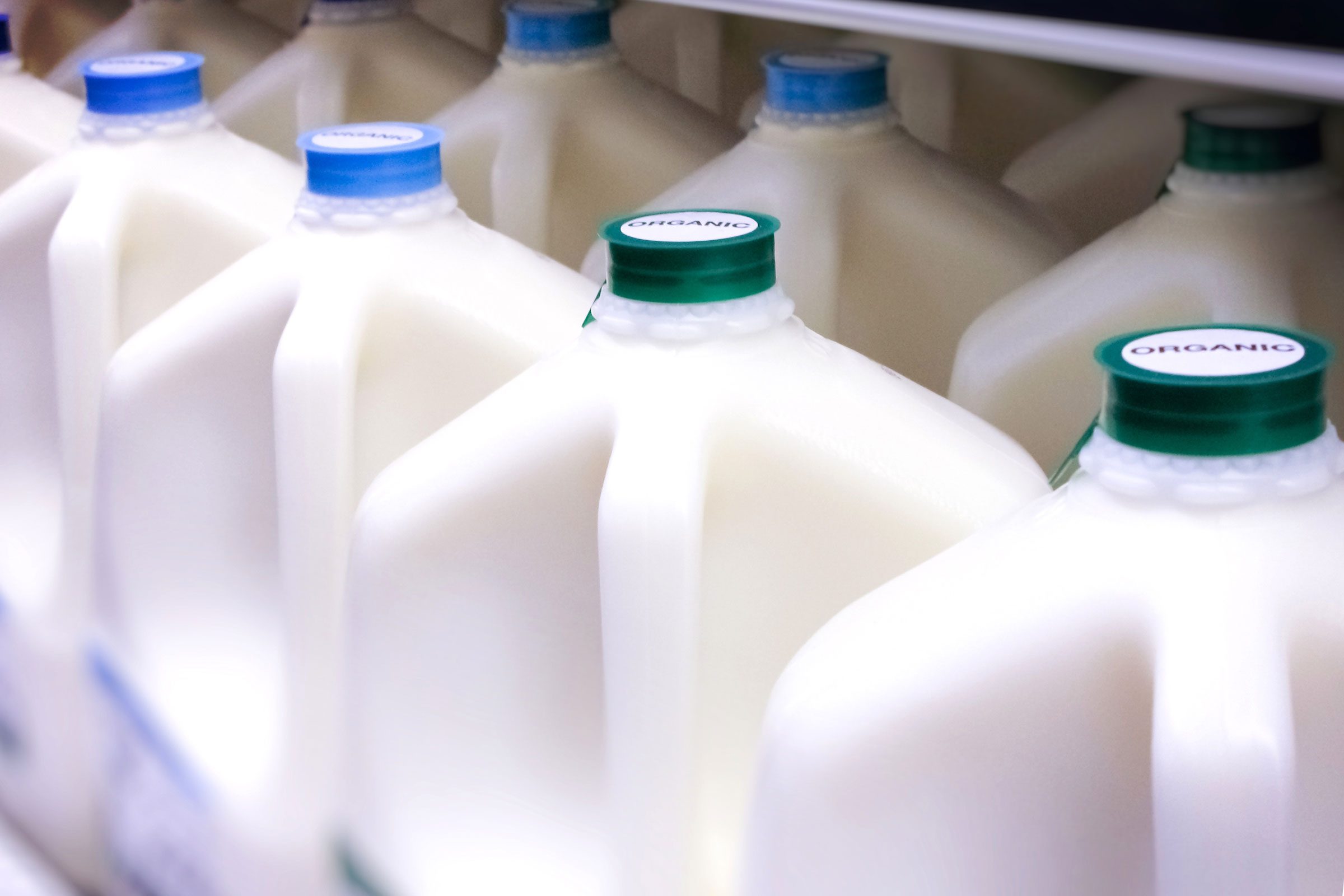 Milk jugs sit aligned in a refrigerated store shelf, labeled "ORGANIC" on green and blue caps.