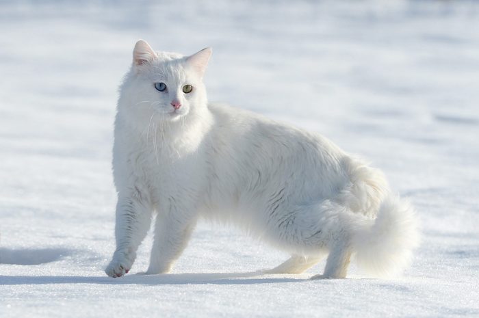 YYU University Research and Rehabilitation Center's new project on Van cats